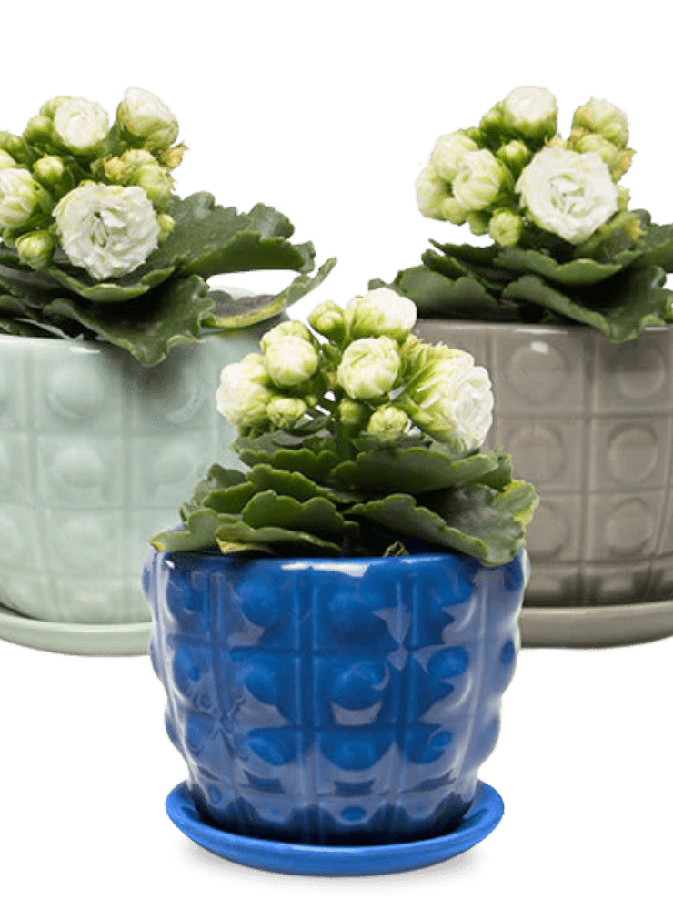 Convex Ceramic Pot With Drainage Hole And Saucer - Chive Ceramics Studio - Pots - Chive US