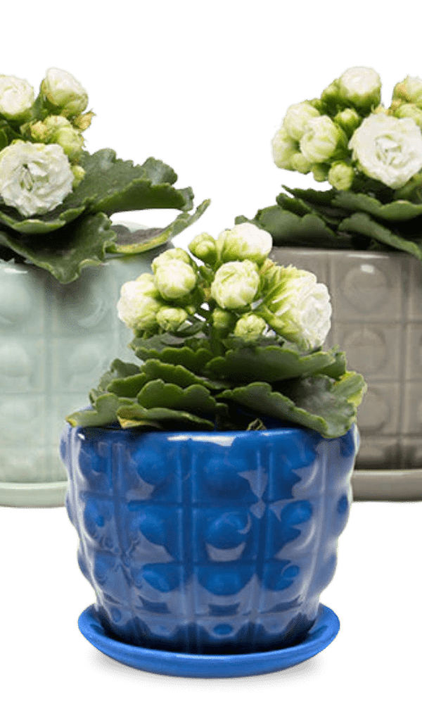 Convex Ceramic Pot With Drainage Hole And Saucer - Chive Ceramics Studio - Pots - Chive US