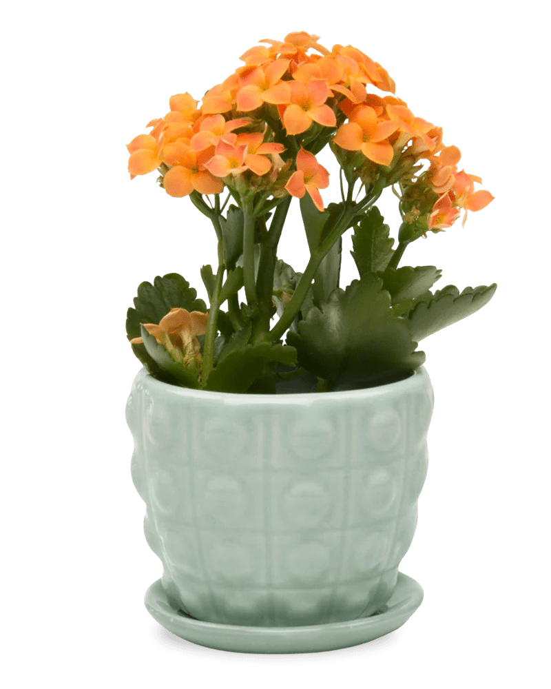 Convex Ceramic Pot With Drainage Hole And Saucer - Chive Ceramics Studio - Pots - Chive US