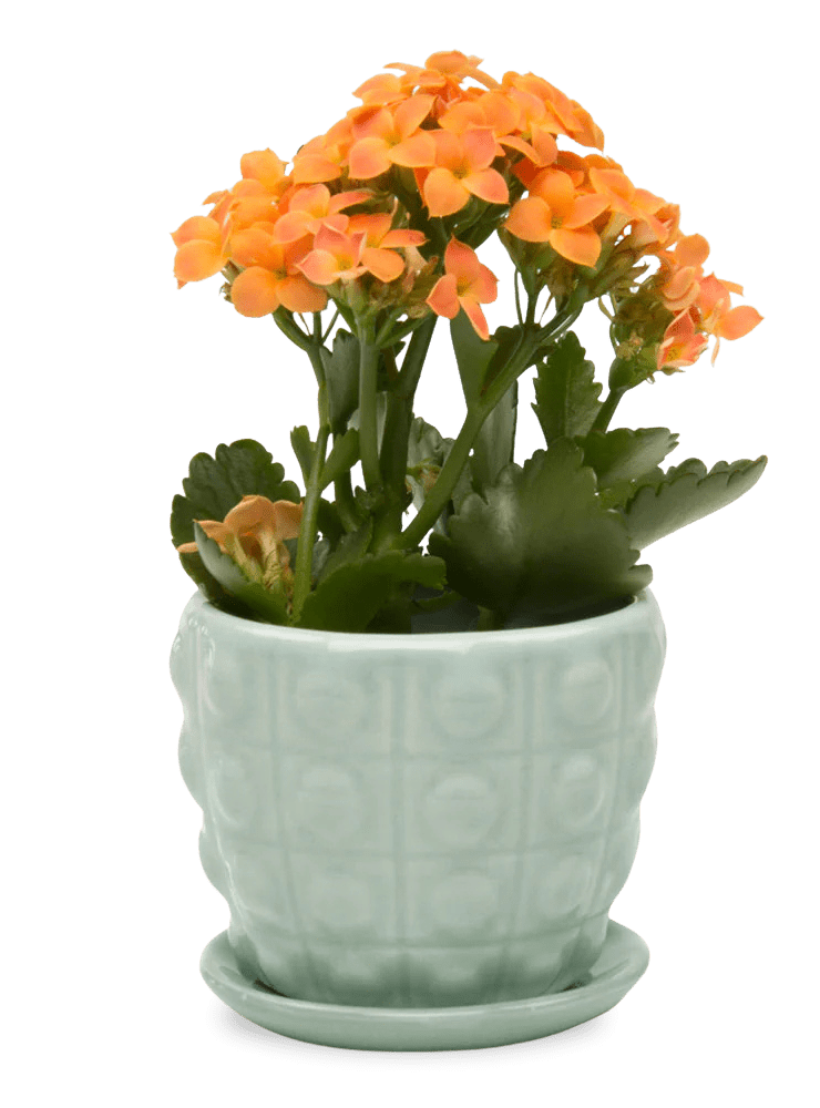 Convex Ceramic Pot With Drainage Hole And Saucer - Chive Ceramics Studio - Pots - Chive US