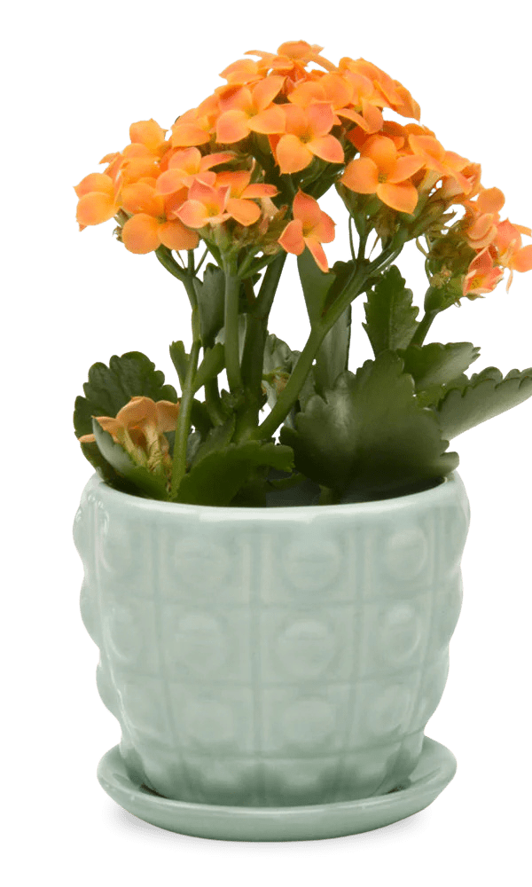 Convex Ceramic Pot With Drainage Hole And Saucer - Chive Ceramics Studio - Pots - Chive US