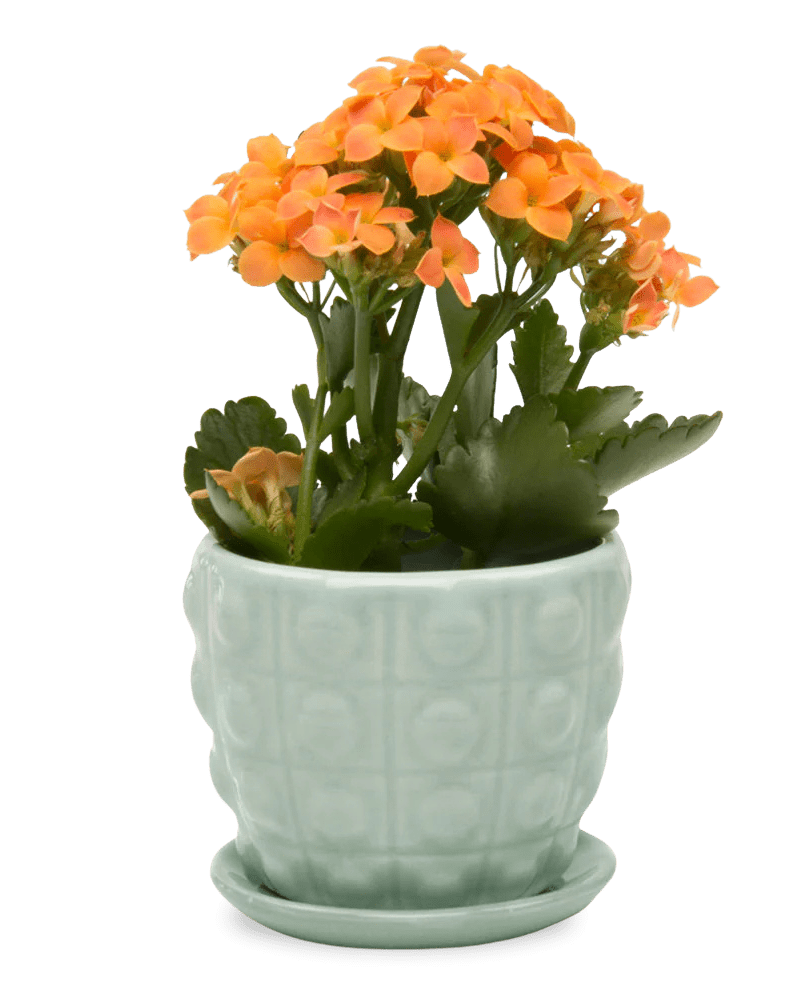 Convex Ceramic Pot With Drainage Hole And Saucer - Chive Ceramics Studio - Pots - Chive US