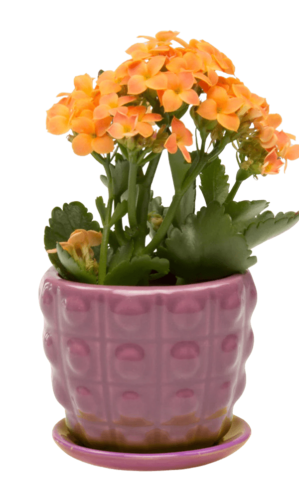 Convex Ceramic Pot With Drainage Hole And Saucer - Chive Ceramics Studio - Pots - Chive US