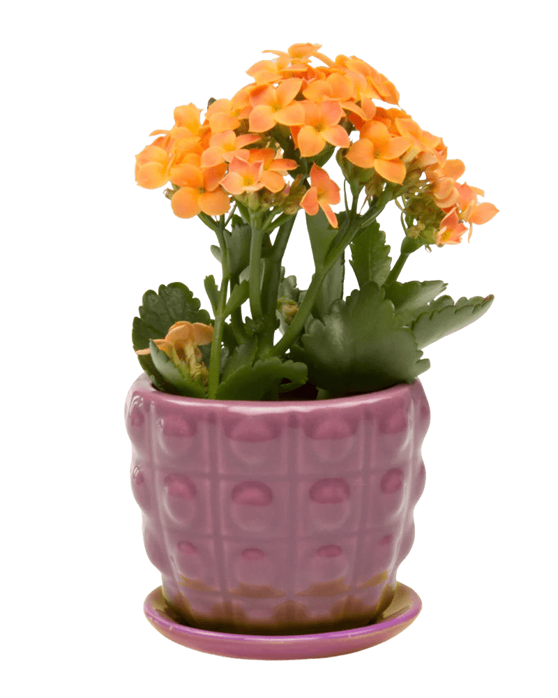 Convex Ceramic Pot With Drainage Hole And Saucer - Chive Ceramics Studio - Pots - Chive US