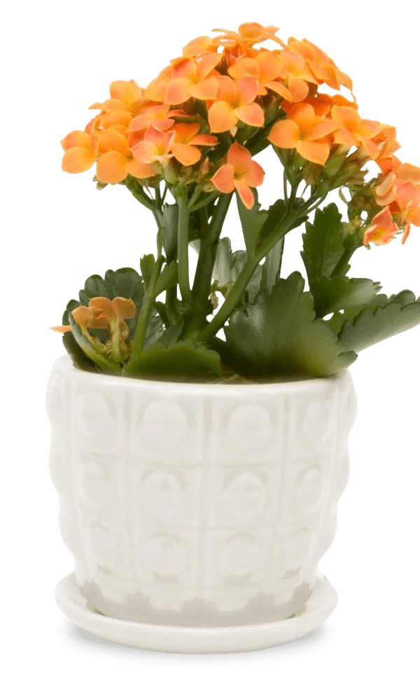 Convex Ceramic Pot With Drainage Hole And Saucer - Chive Ceramics Studio - Pots - Chive US