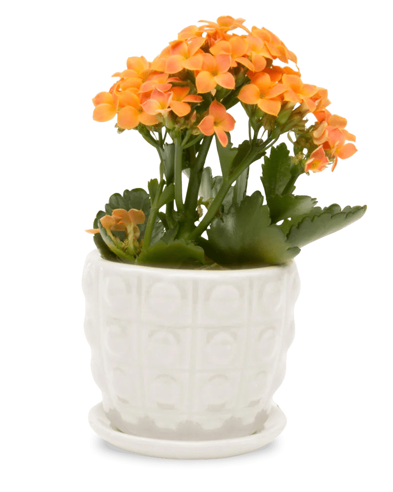 Convex Ceramic Pot With Drainage Hole And Saucer - Chive Ceramics Studio - Pots - Chive US