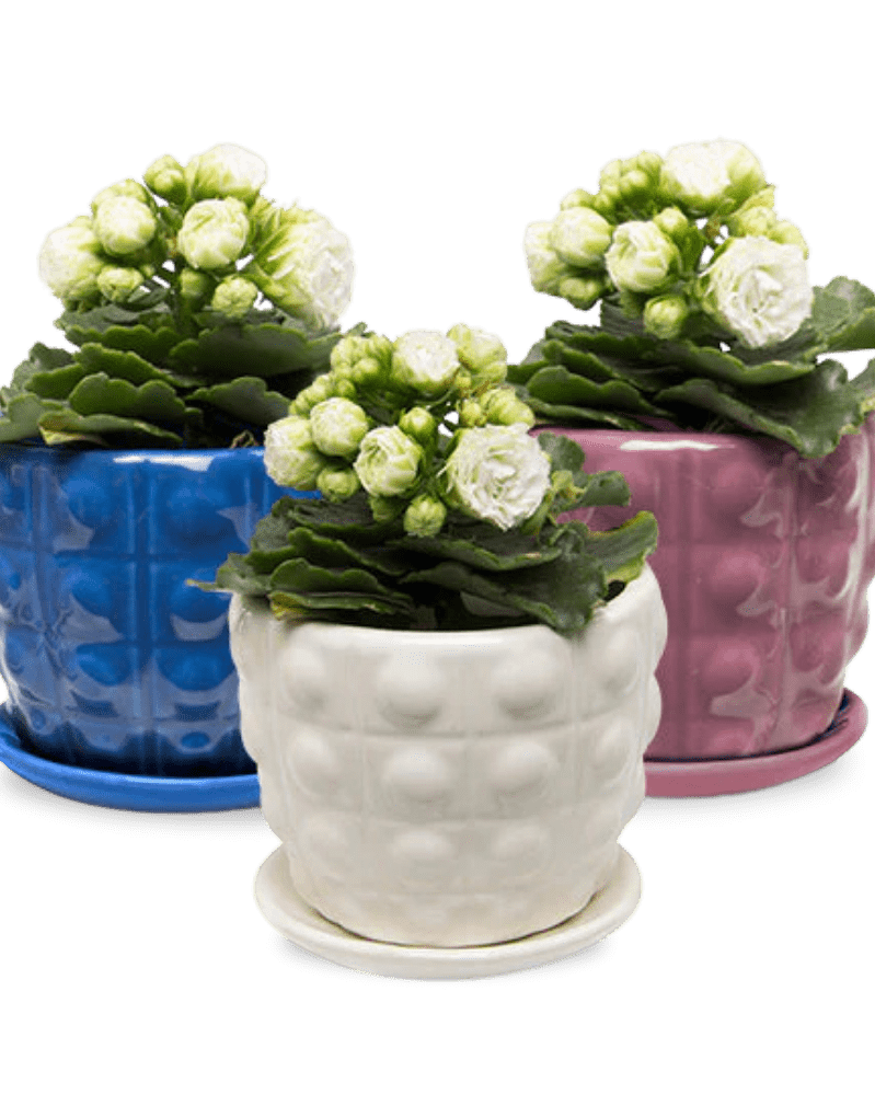 Convex Ceramic Pot With Drainage Hole And Saucer - Chive Ceramics Studio - Pots - Chive US