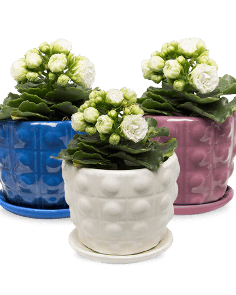 Convex Ceramic Pot With Drainage Hole And Saucer - Chive Ceramics Studio - Pots - Chive US