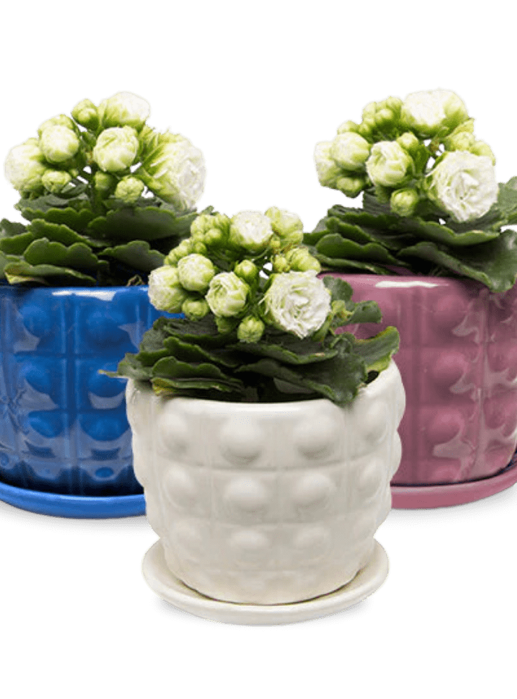 Convex Ceramic Pot With Drainage Hole And Saucer - Chive Ceramics Studio - Pots - Chive US