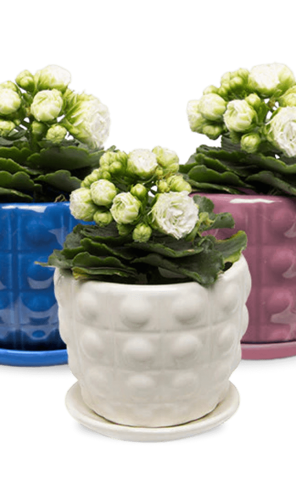 Convex Ceramic Pot With Drainage Hole And Saucer - Chive Ceramics Studio - Pots - Chive US