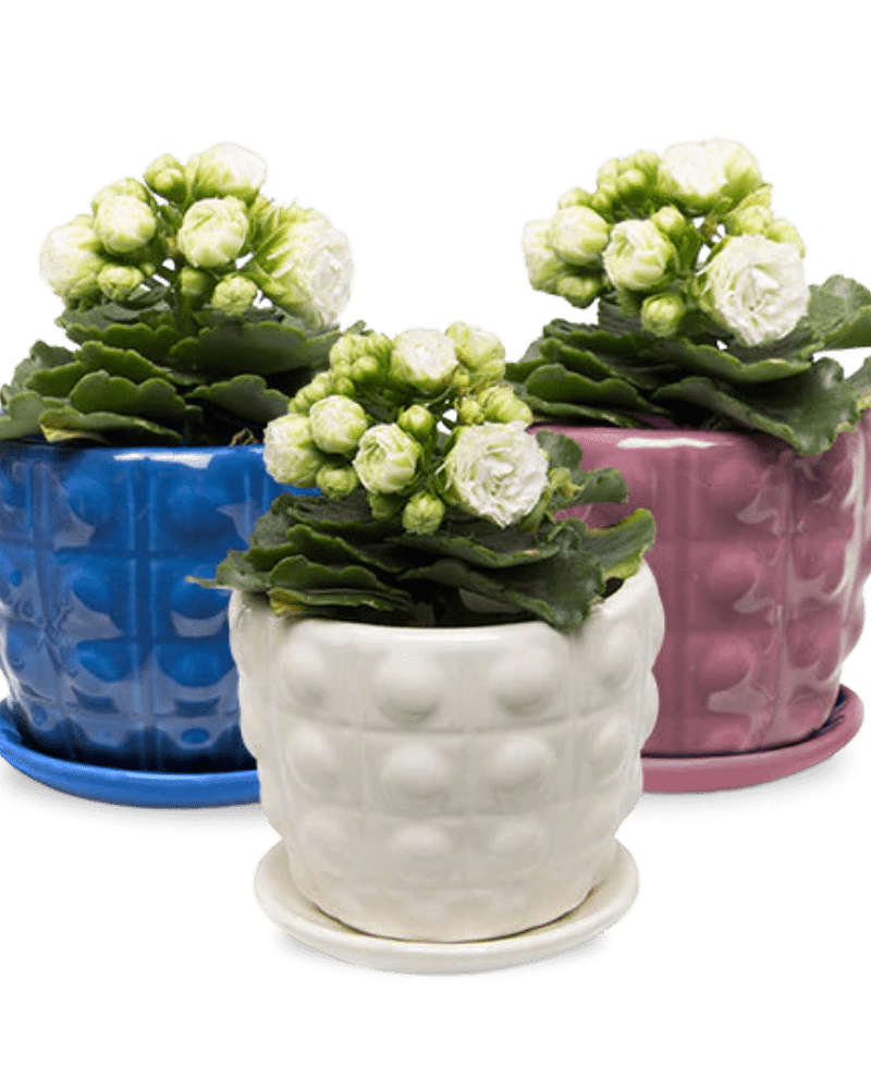 Convex Ceramic Pot With Drainage Hole And Saucer - Chive Ceramics Studio - Pots - Chive US