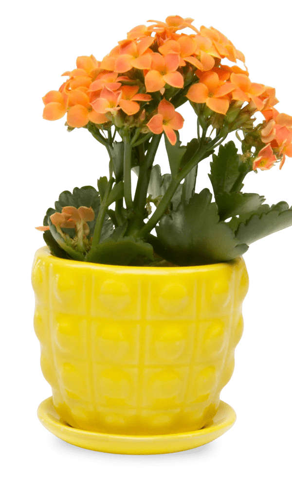 Convex Ceramic Pot With Drainage Hole And Saucer - Chive Ceramics Studio - Pots - Chive US