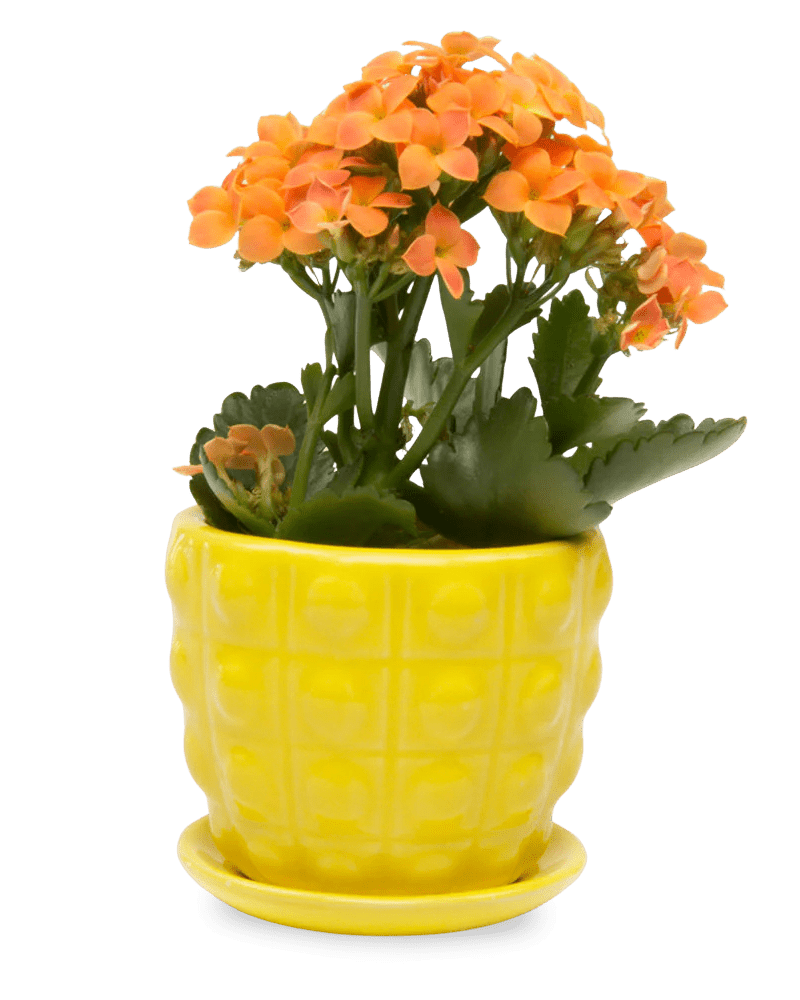 Convex Ceramic Pot With Drainage Hole And Saucer - Chive Ceramics Studio - Pots - Chive US