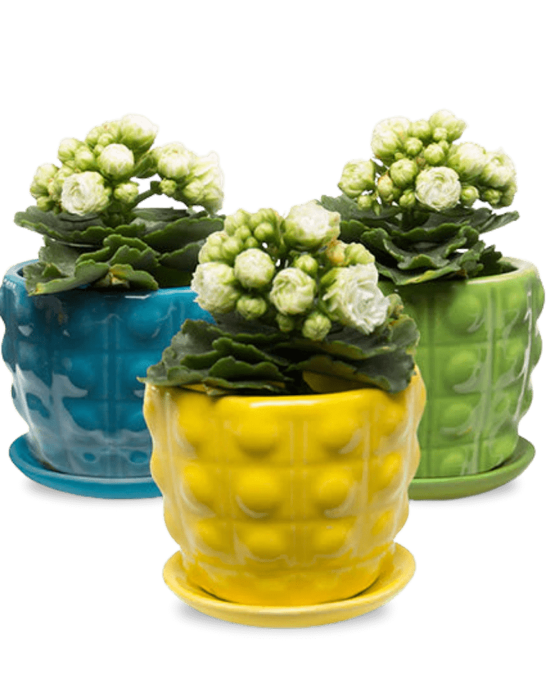 Convex Ceramic Pot With Drainage Hole And Saucer - Chive Ceramics Studio - Pots - Chive US