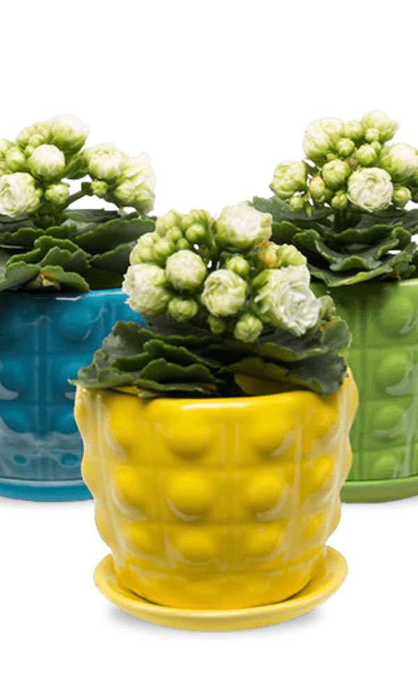 Convex Ceramic Pot With Drainage Hole And Saucer - Chive Ceramics Studio - Pots - Chive US