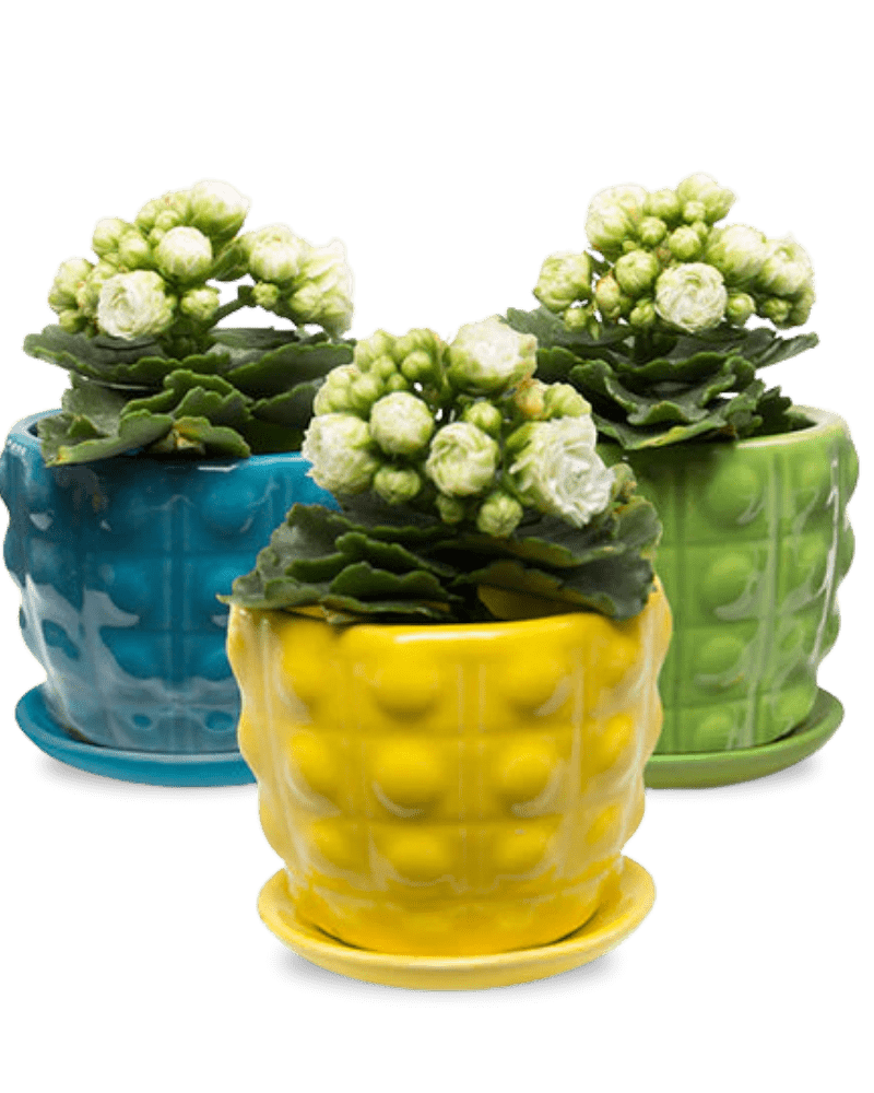 Convex Ceramic Pot With Drainage Hole And Saucer - Chive Ceramics Studio - Pots - Chive US