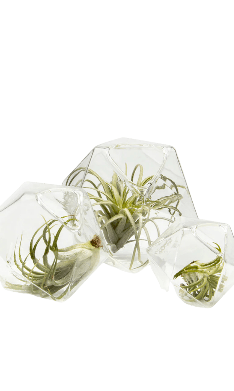 Crystal Glass Modern Clear Flower Vase - Chive Ceramics Studio - Vases - Chive US