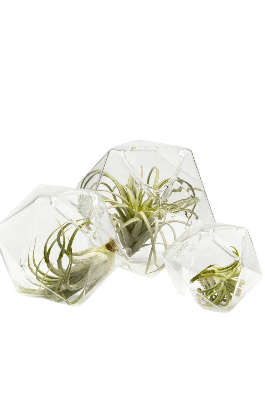 Crystal Glass Modern Clear Flower Vase - Chive Ceramics Studio - Vases - Chive US