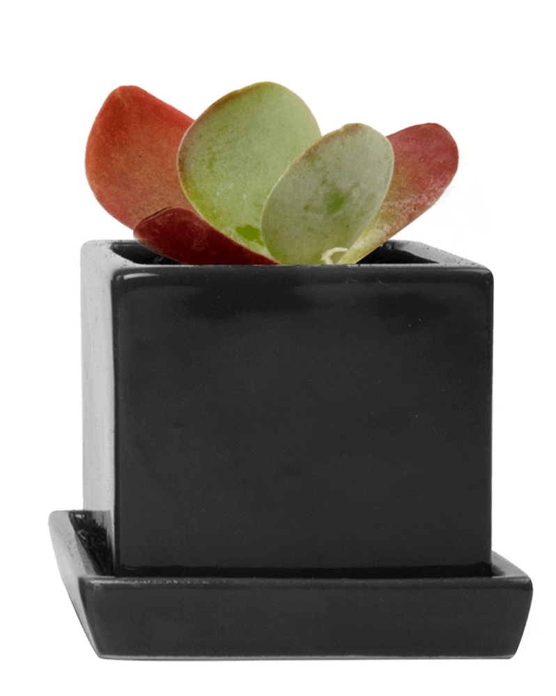 Cube & Saucer Ceramic Pot With Drainage Hole - Chive Ceramics Studio - Pots - Chive Ceramics Studio