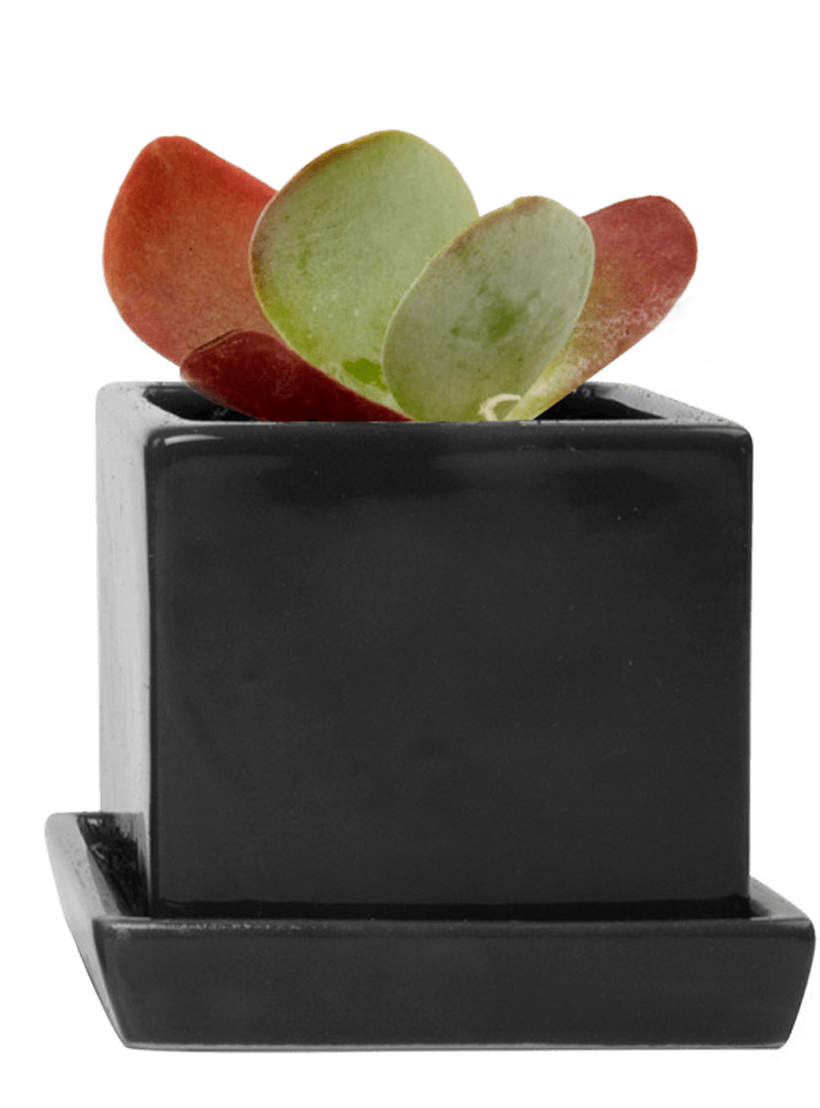 Cube & Saucer Ceramic Pot With Drainage Hole - Chive Ceramics Studio - Pots - Chive Ceramics Studio