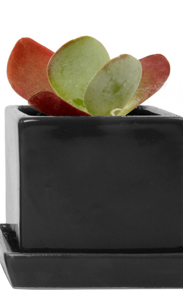 Cube & Saucer Ceramic Pot With Drainage Hole - Chive Ceramics Studio - Pots - Chive Ceramics Studio