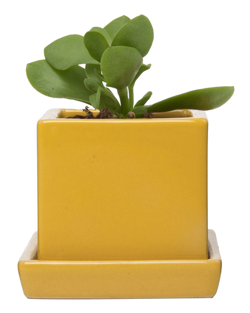 Cube & Saucer Ceramic Pot With Drainage Hole - Chive Ceramics Studio - Pots - Chive Ceramics Studio