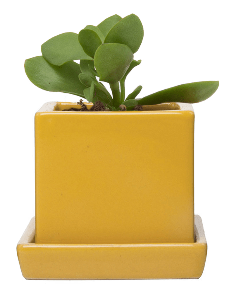 Cube & Saucer Ceramic Pot With Drainage Hole - Chive Ceramics Studio - Pots - Chive Ceramics Studio