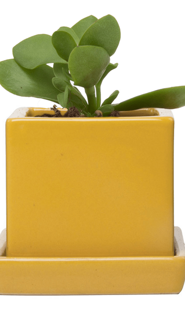 Cube & Saucer Ceramic Pot With Drainage Hole - Chive Ceramics Studio - Pots - Chive Ceramics Studio