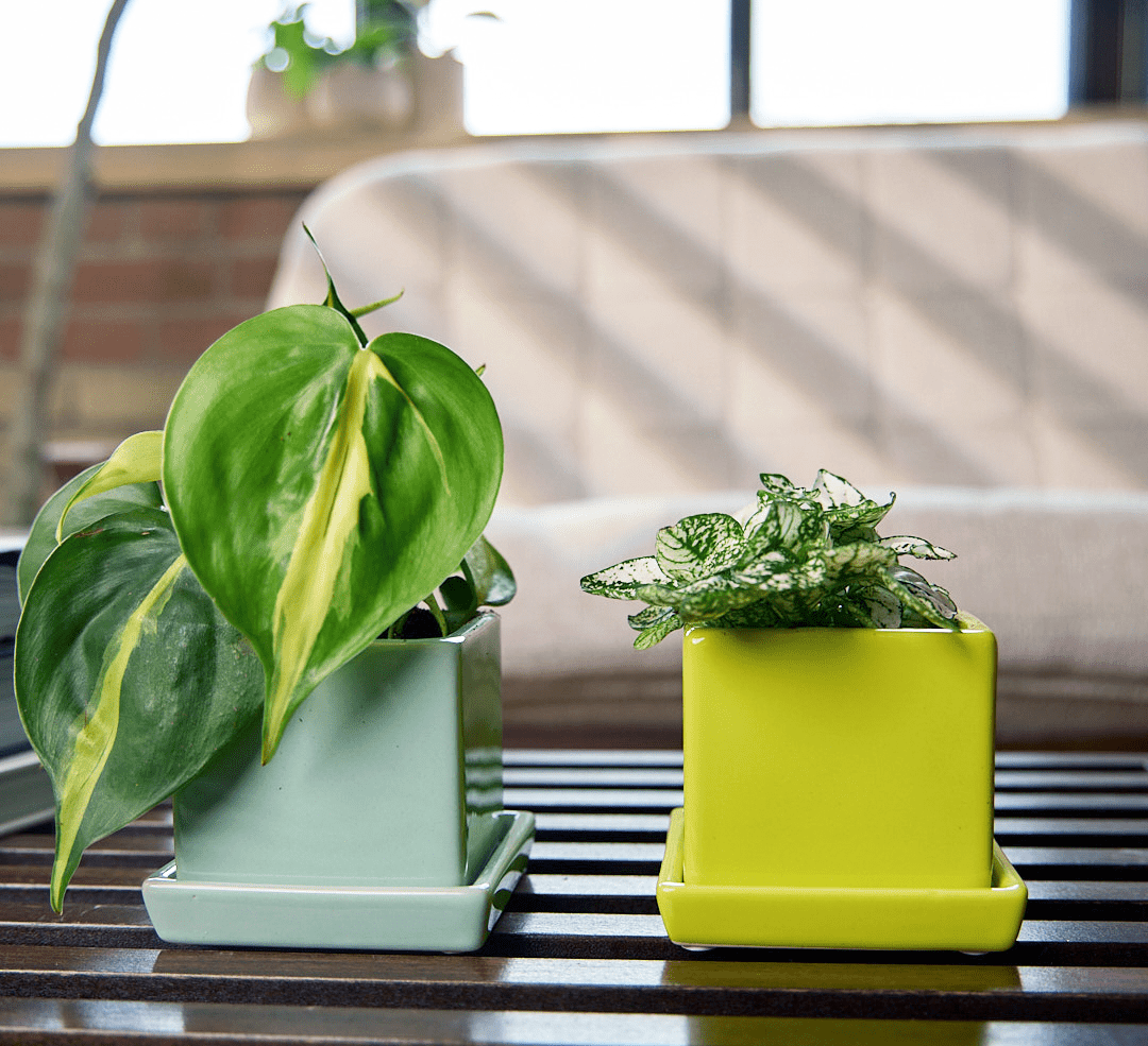 Cube & Saucer Ceramic Pot With Drainage Hole - Chive Ceramics Studio - Pots - Chive Ceramics Studio