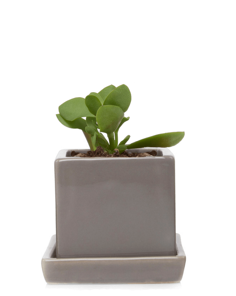 Cube & Saucer Ceramic Pot With Drainage Hole - Chive Ceramics Studio - Pots - Chive Ceramics Studio