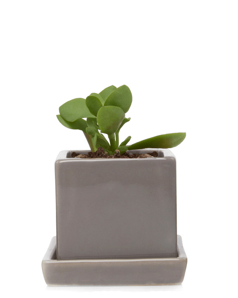 Cube & Saucer Ceramic Pot With Drainage Hole - Chive Ceramics Studio - Pots - Chive Ceramics Studio