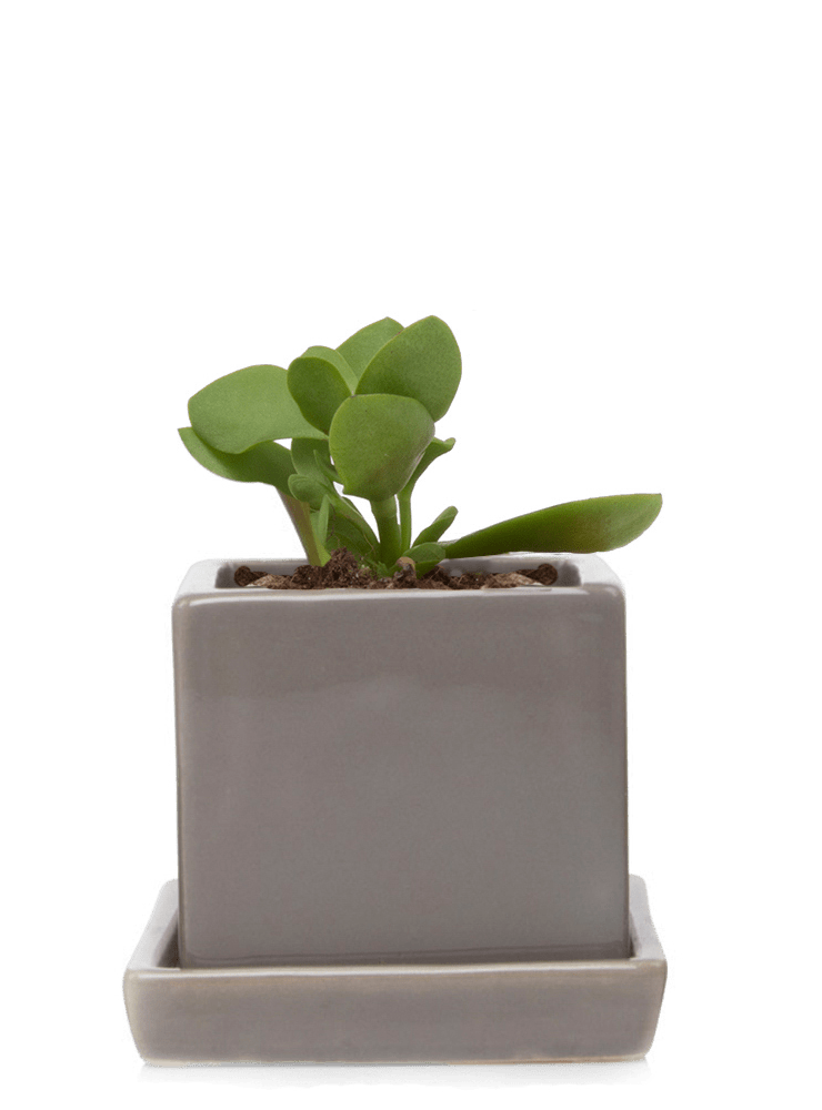 Cube & Saucer Ceramic Pot With Drainage Hole - Chive Ceramics Studio - Pots - Chive Ceramics Studio