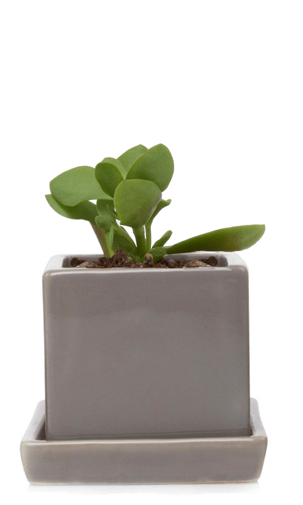Cube & Saucer Ceramic Pot With Drainage Hole - Chive Ceramics Studio - Pots - Chive Ceramics Studio