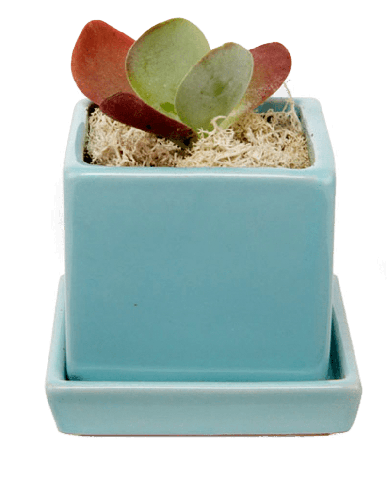 Cube & Saucer Ceramic Pot With Drainage Hole - Chive Ceramics Studio - Pots - Chive Ceramics Studio