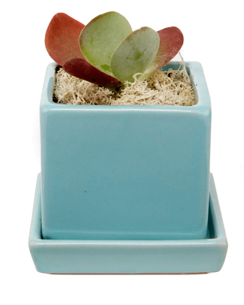 Cube & Saucer Ceramic Pot With Drainage Hole - Chive Ceramics Studio - Pots - Chive Ceramics Studio