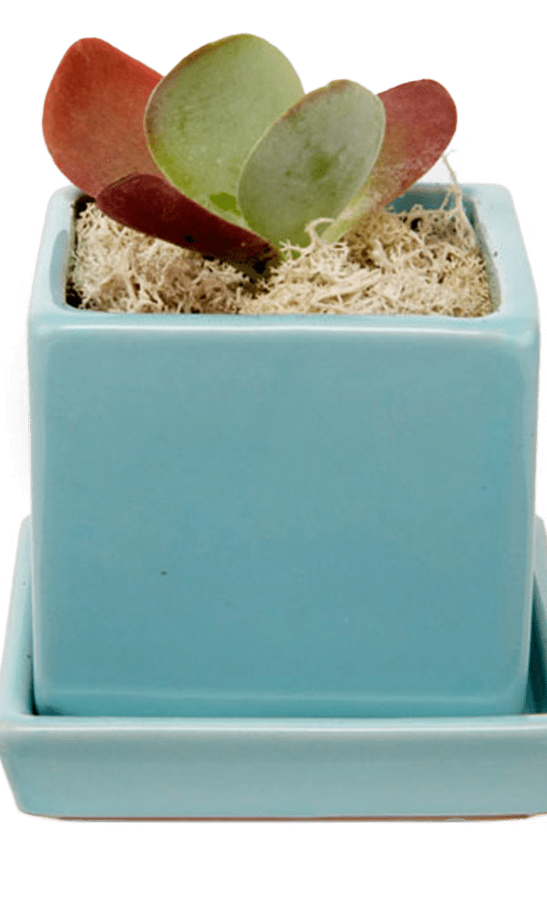 Cube & Saucer Ceramic Pot With Drainage Hole - Chive Ceramics Studio - Pots - Chive Ceramics Studio