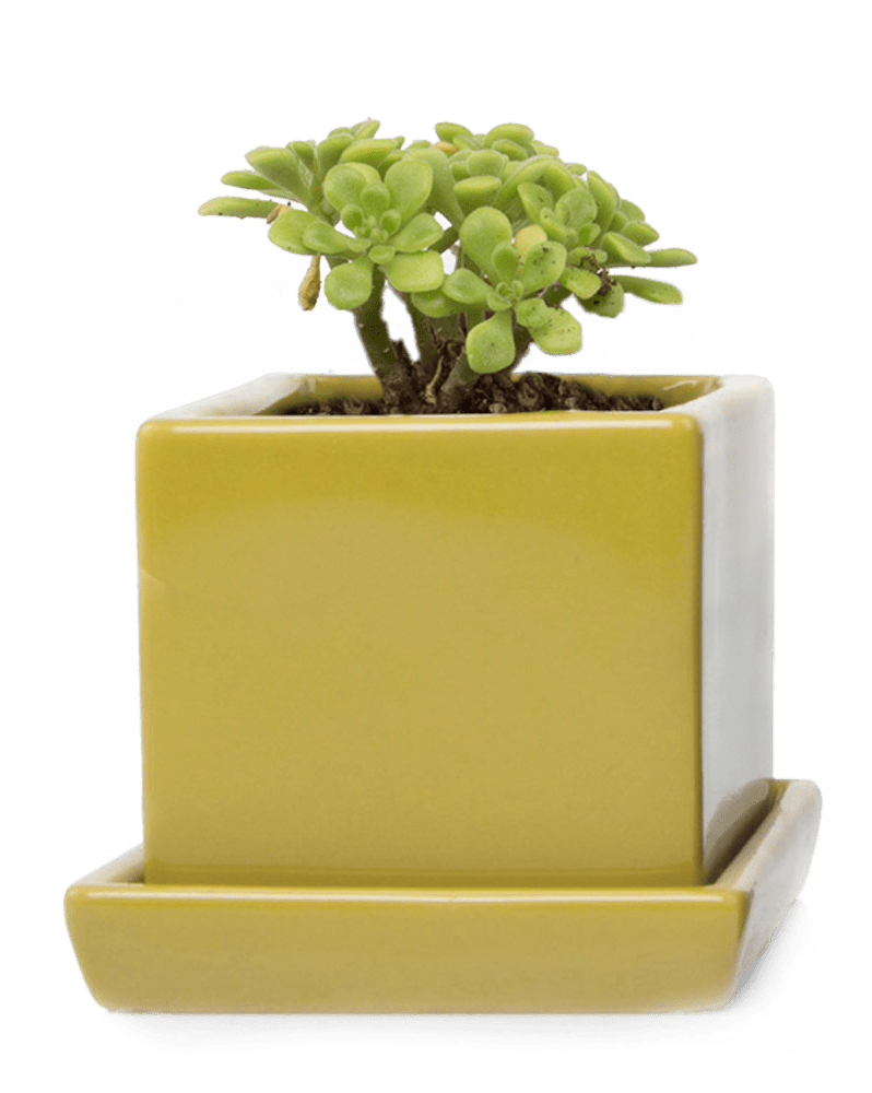 Cube & Saucer Ceramic Pot With Drainage Hole - Chive Ceramics Studio - Pots - Chive Ceramics Studio