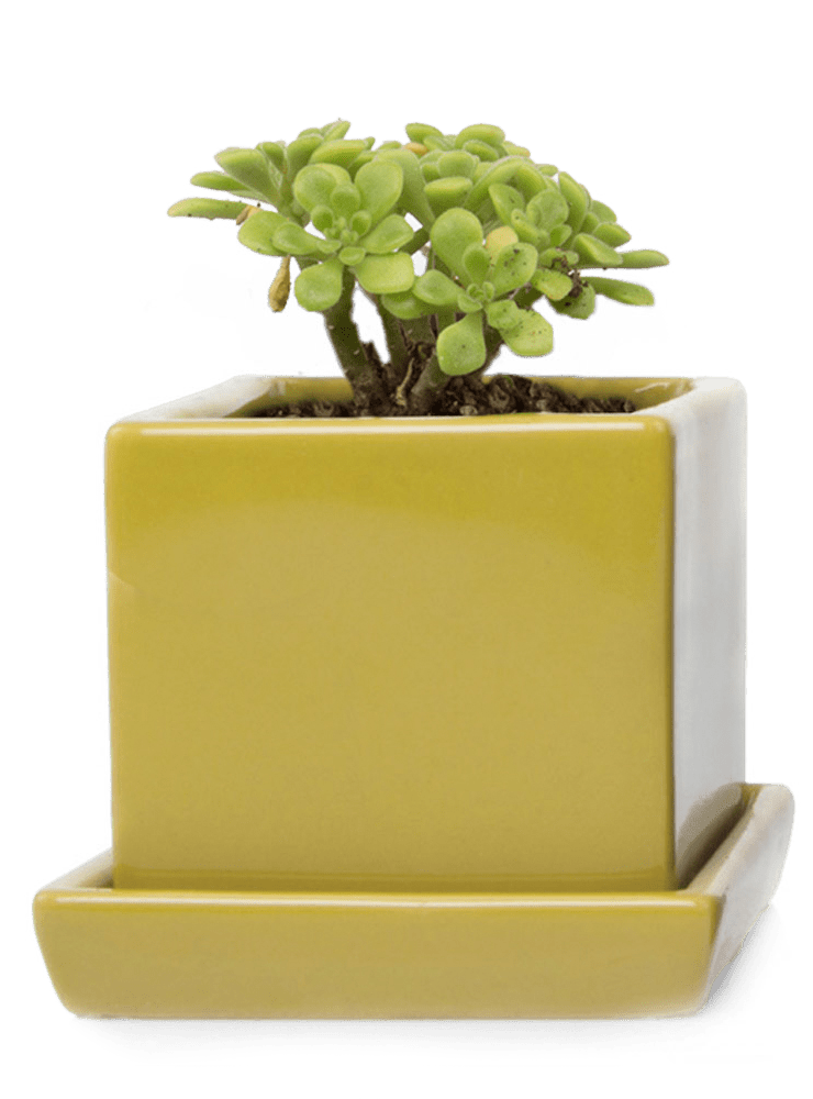 Cube & Saucer Ceramic Pot With Drainage Hole - Chive Ceramics Studio - Pots - Chive Ceramics Studio