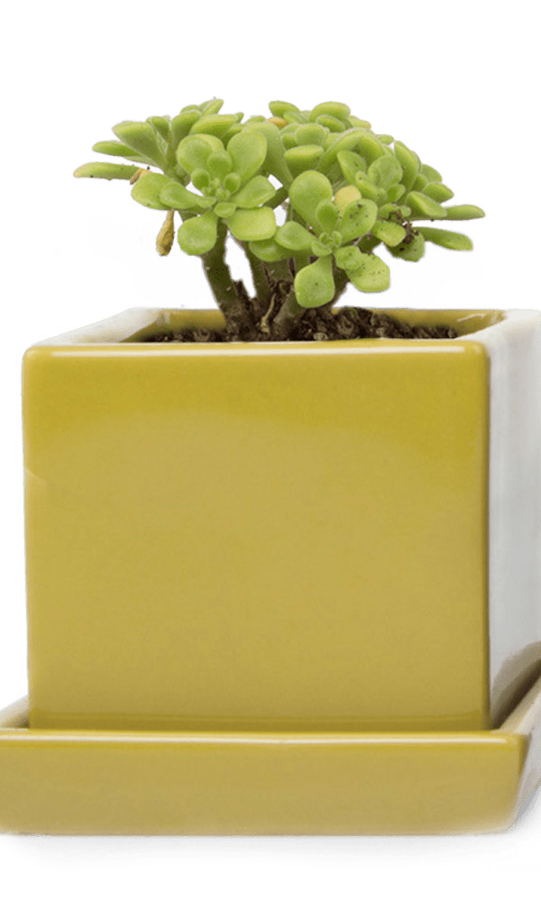 Cube & Saucer Ceramic Pot With Drainage Hole - Chive Ceramics Studio - Pots - Chive Ceramics Studio