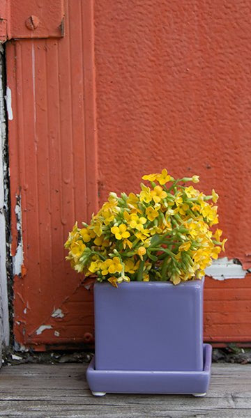 Cube & Saucer Ceramic Pot With Drainage Hole - Chive Ceramics Studio - Pots - Chive Ceramics Studio