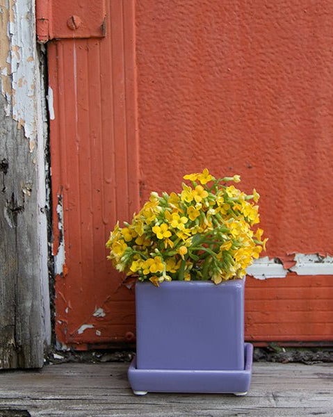 Cube & Saucer Ceramic Pot With Drainage Hole - Chive Ceramics Studio - Pots - Chive Ceramics Studio