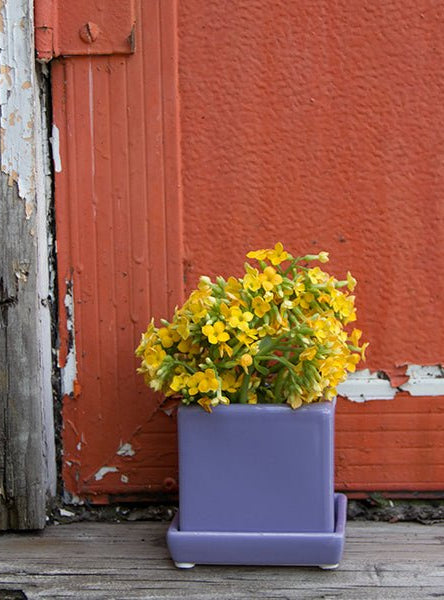 Cube & Saucer Ceramic Pot With Drainage Hole - Chive Ceramics Studio - Pots - Chive Ceramics Studio
