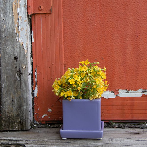 Cube & Saucer Ceramic Pot With Drainage Hole - Chive Ceramics Studio - Pots - Chive Ceramics Studio