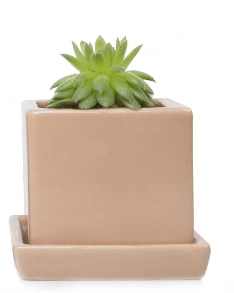 Cube & Saucer Ceramic Pot With Drainage Hole - Chive Ceramics Studio - Pots - Chive Ceramics Studio