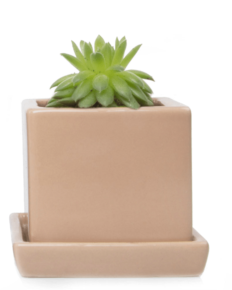 Cube & Saucer Ceramic Pot With Drainage Hole - Chive Ceramics Studio - Pots - Chive Ceramics Studio