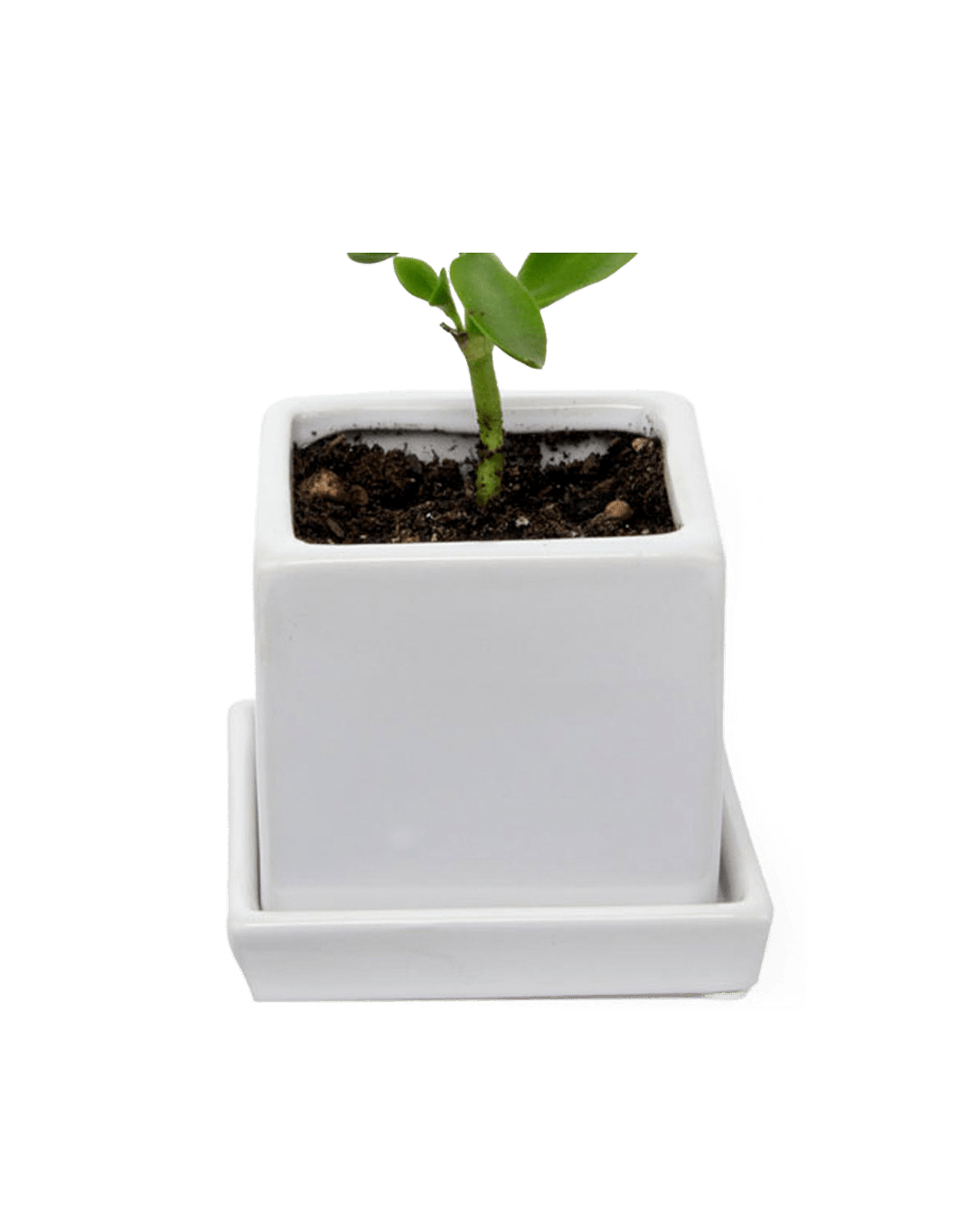 Cube & Saucer Ceramic Pot With Drainage Hole - Chive Ceramics Studio - Pots - Chive Ceramics Studio