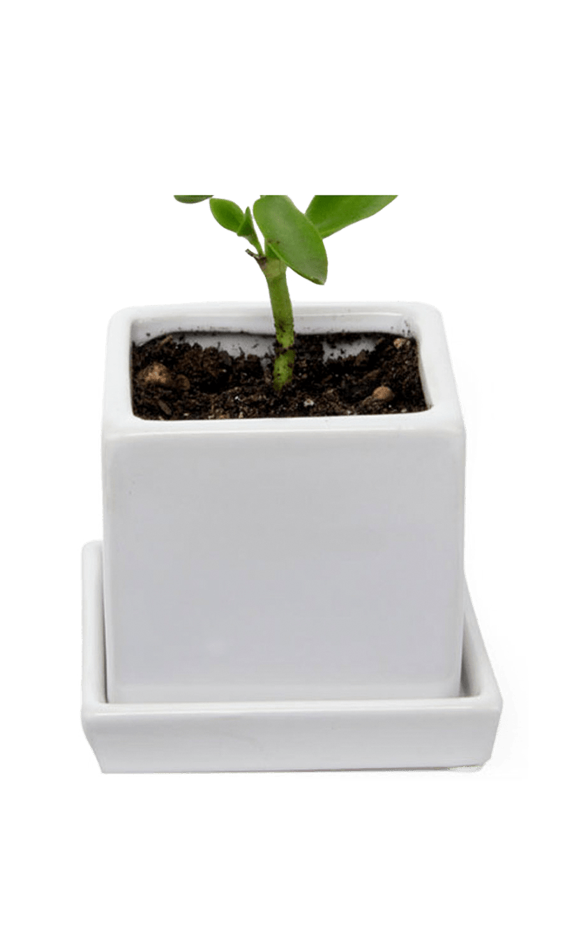 Cube & Saucer Ceramic Pot With Drainage Hole - Chive Ceramics Studio - Pots - Chive Ceramics Studio