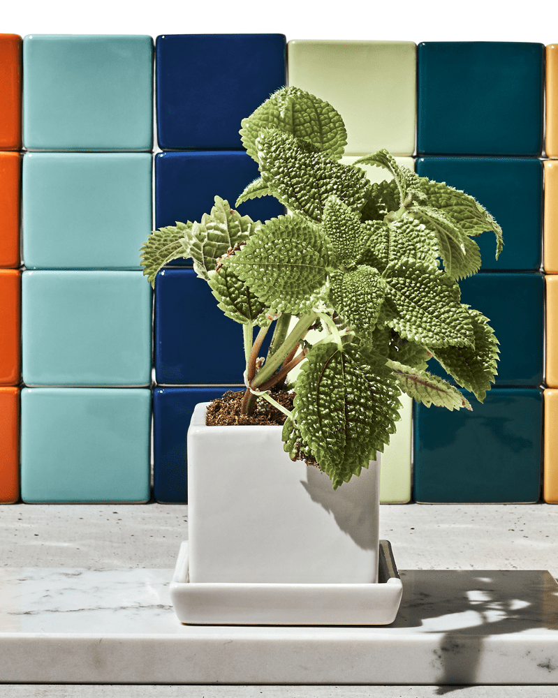 Cube & Saucer Ceramic Pot With Drainage Hole - Chive Ceramics Studio - Pots - Chive Ceramics Studio