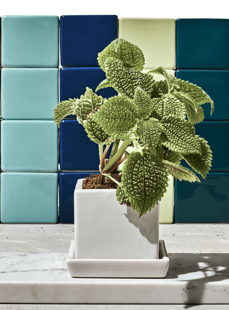 Cube & Saucer Ceramic Pot With Drainage Hole - Chive Ceramics Studio - Pots - Chive Ceramics Studio