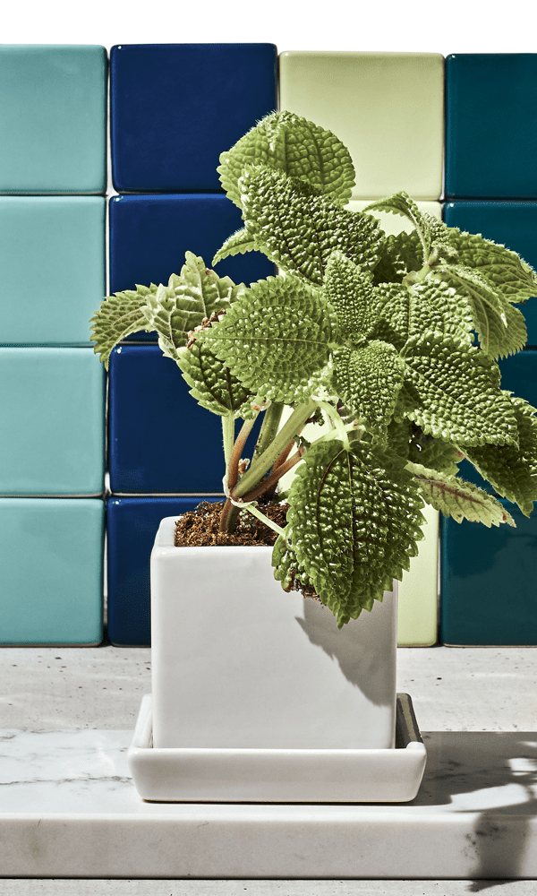 Cube & Saucer Ceramic Pot With Drainage Hole - Chive Ceramics Studio - Pots - Chive Ceramics Studio